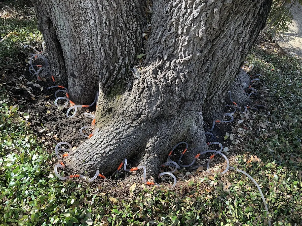 Detailed Tree Cabling and Bracing job site in Queens Village