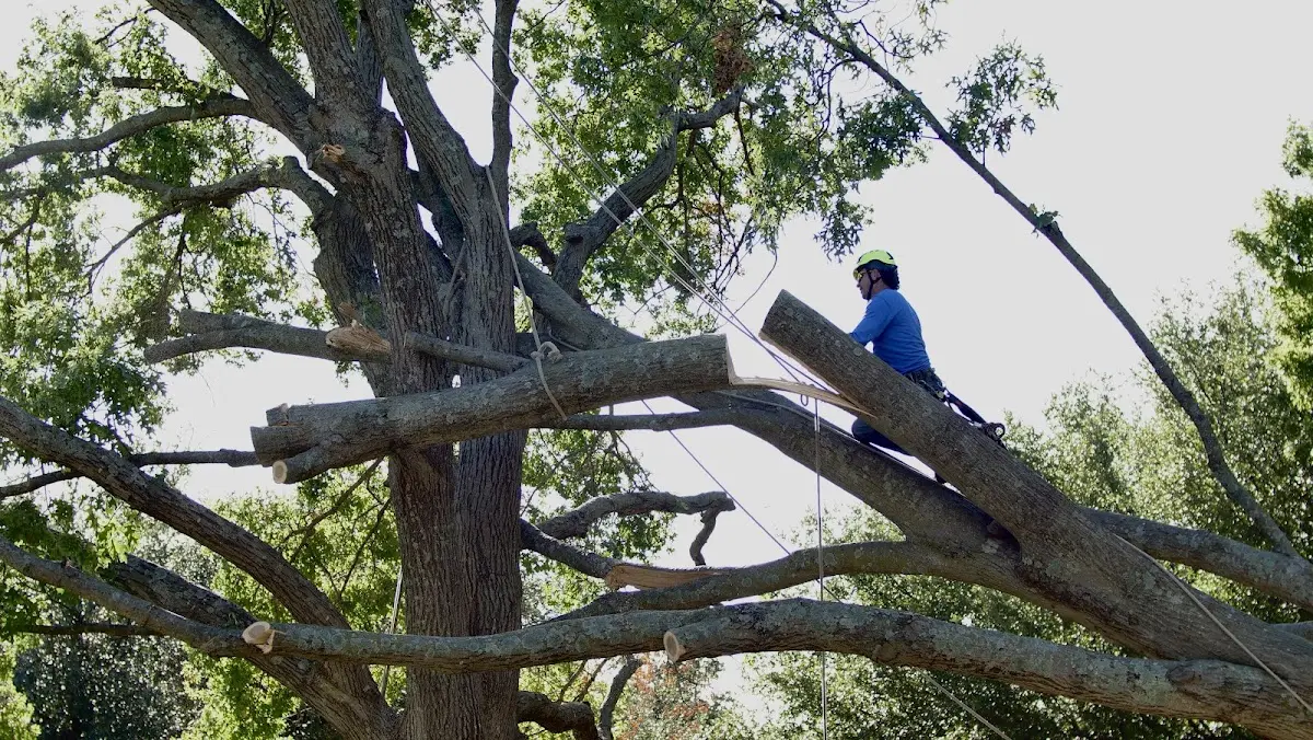 Professional Crown Thinning performed by certified arborists in Queens Village