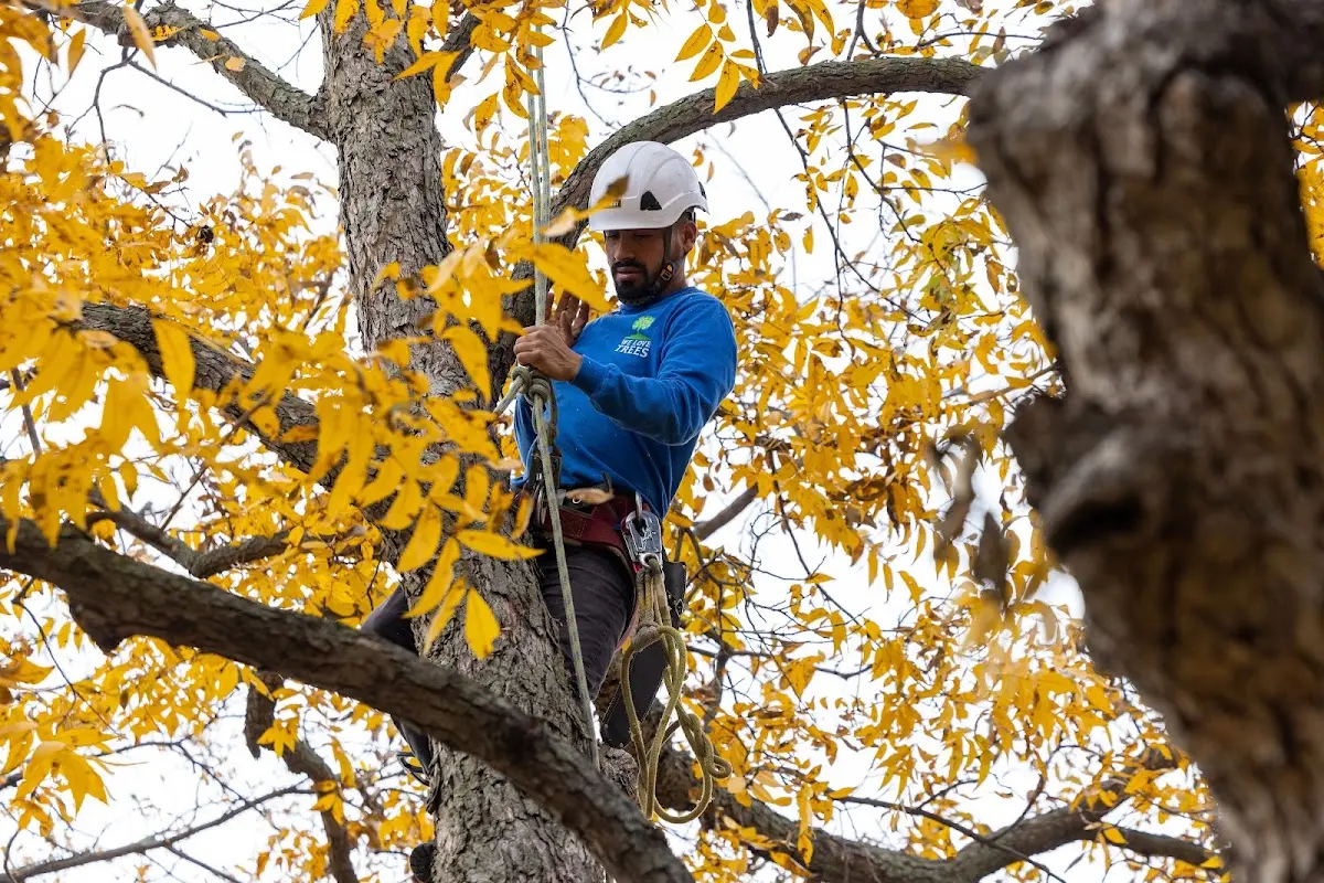 Skilled Tree Planting crew working in Queens Village
