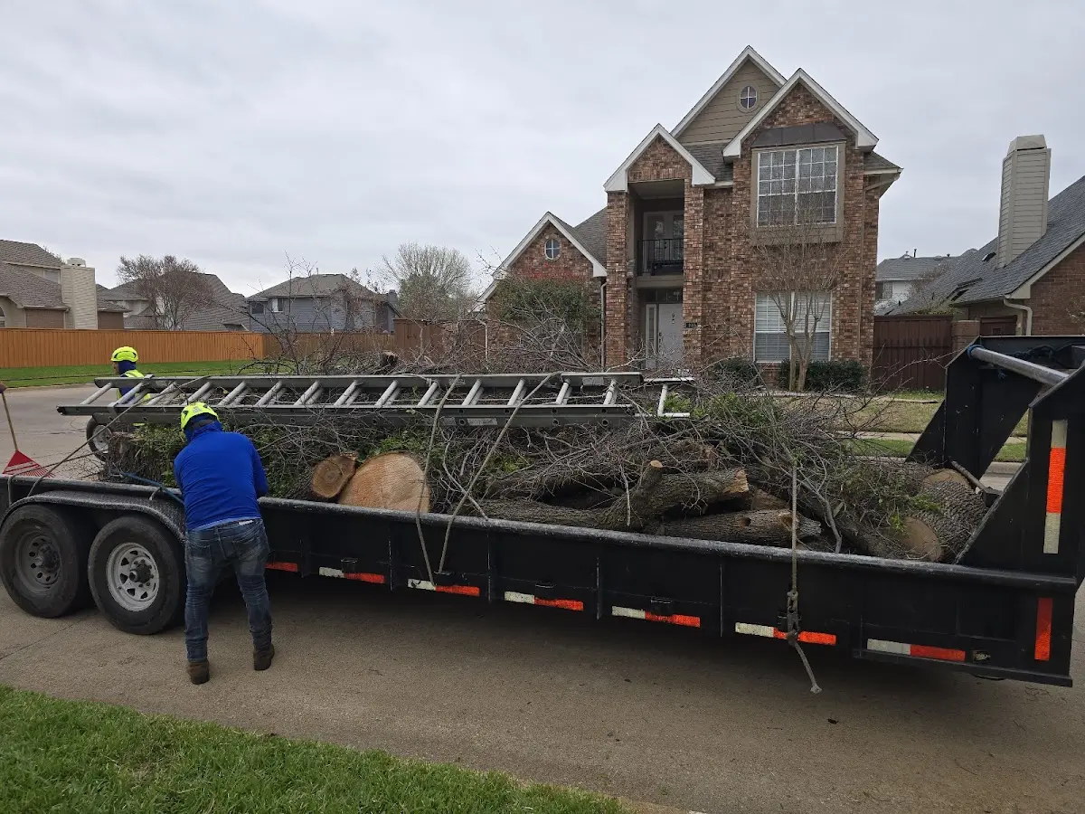 Expert Tree Removal with proper safety equipment in Queens Village